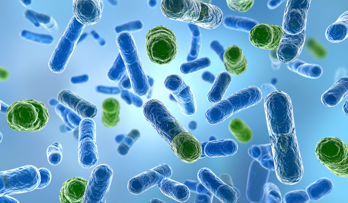 A jó és rossz baktériumok egyensúlya a bélrendszerben