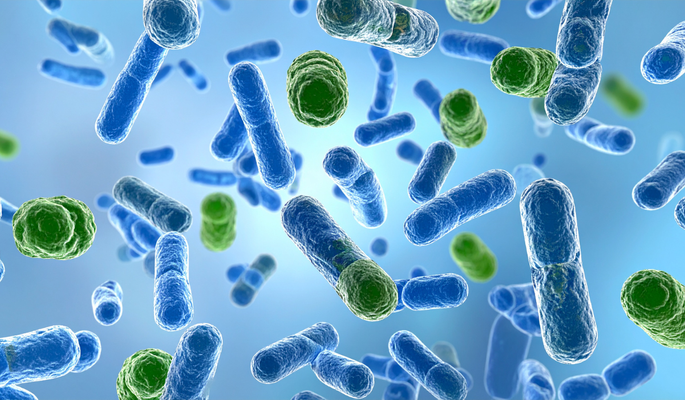 A jó és rossz baktériumok egyensúlya a bélrendszerben