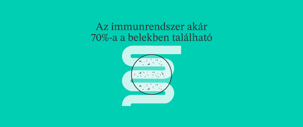 Mikrobiom és immunitás: az immunrendszer 70%-a a bélben található