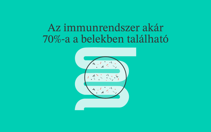 Mikrobiom és immunitás: az immunrendszer 70%-a a bélben található